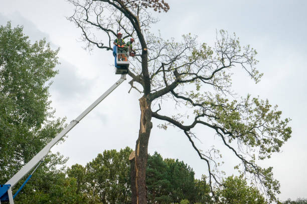 Seasonal Cleanup (Spring/Fall) in Strathmore, CA