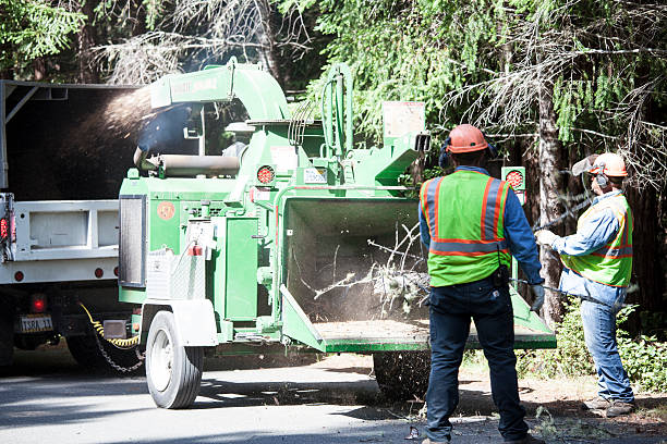 Best Stump Grinding and Removal  in Strathmore, CA