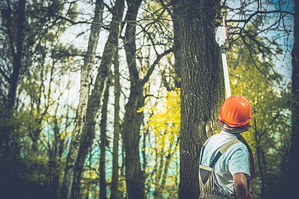 Best Stump Grinding and Removal  in Strathmore, CA